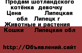 Продам шотландского котёнка, девочку. › Цена ­ 1 000 - Липецкая обл., Липецк г. Животные и растения » Кошки   . Липецкая обл.